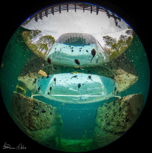 Dome port theory.. upside down aquarium for the tadpoles ... by Steven Miller 